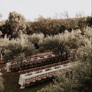 wedding reception in an olive grove